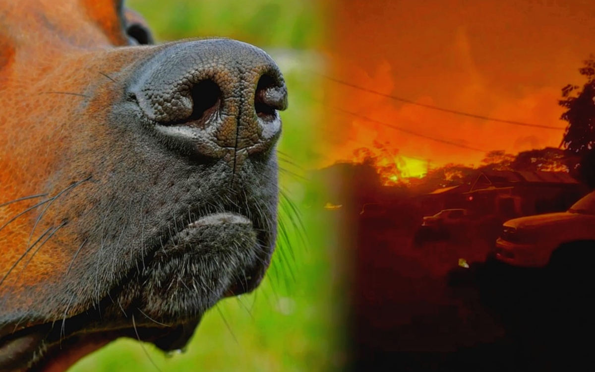 Rescue dogs search for hundreds of missing bodies in Hawaii fire