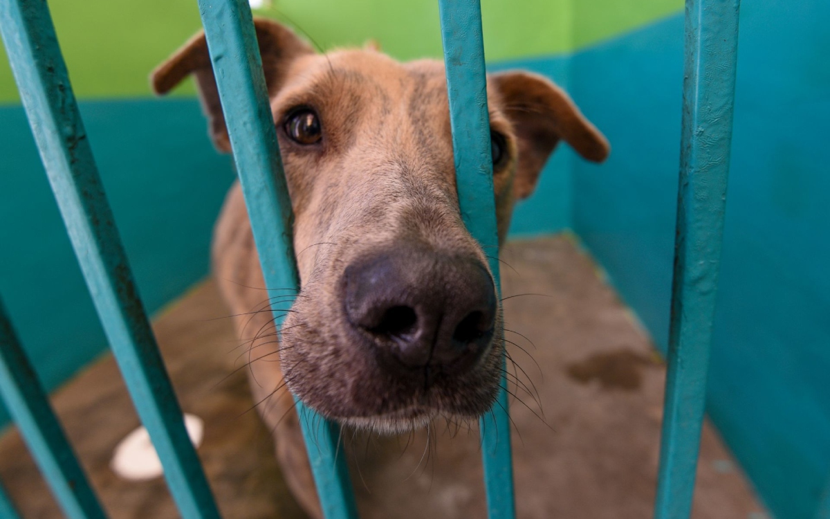 Ley General de Protección Animal podría justificar explotación animal: Berlanga Ley General de Protección Animal podría justificar explotación animal: Berlanga