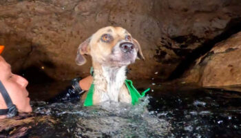 Rescatan a perrita que estuvo cuatro días en un cenote en Yucatán | Video