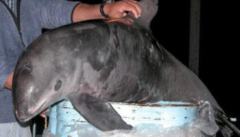 CBI emite primera Alerta de Extinción internacional por vaquita marina