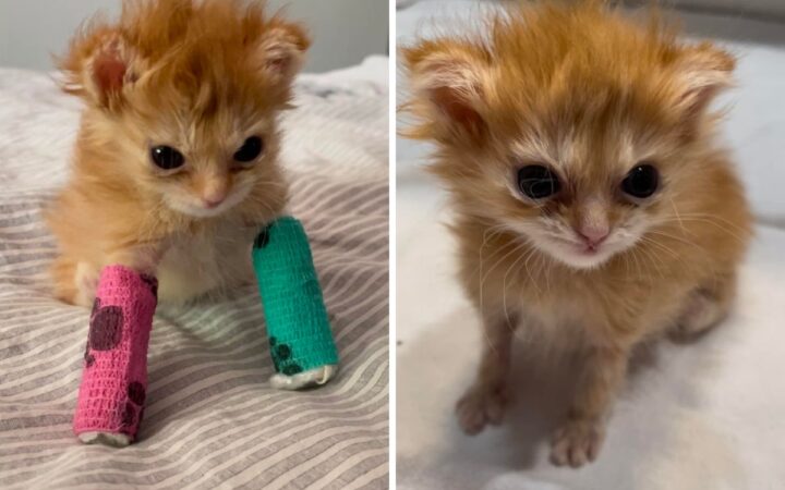 Vida y muerte de Tater Tot, gatito enyesado que inspiró a millones de internautas Vida y muerte de Tater Tot, gatito enyesado que inspiró a millones de internautas