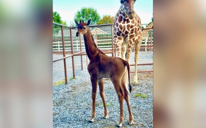 Video y fotos | ¡Hermosa! Nace jirafa sin una sola mancha; única en el mundo