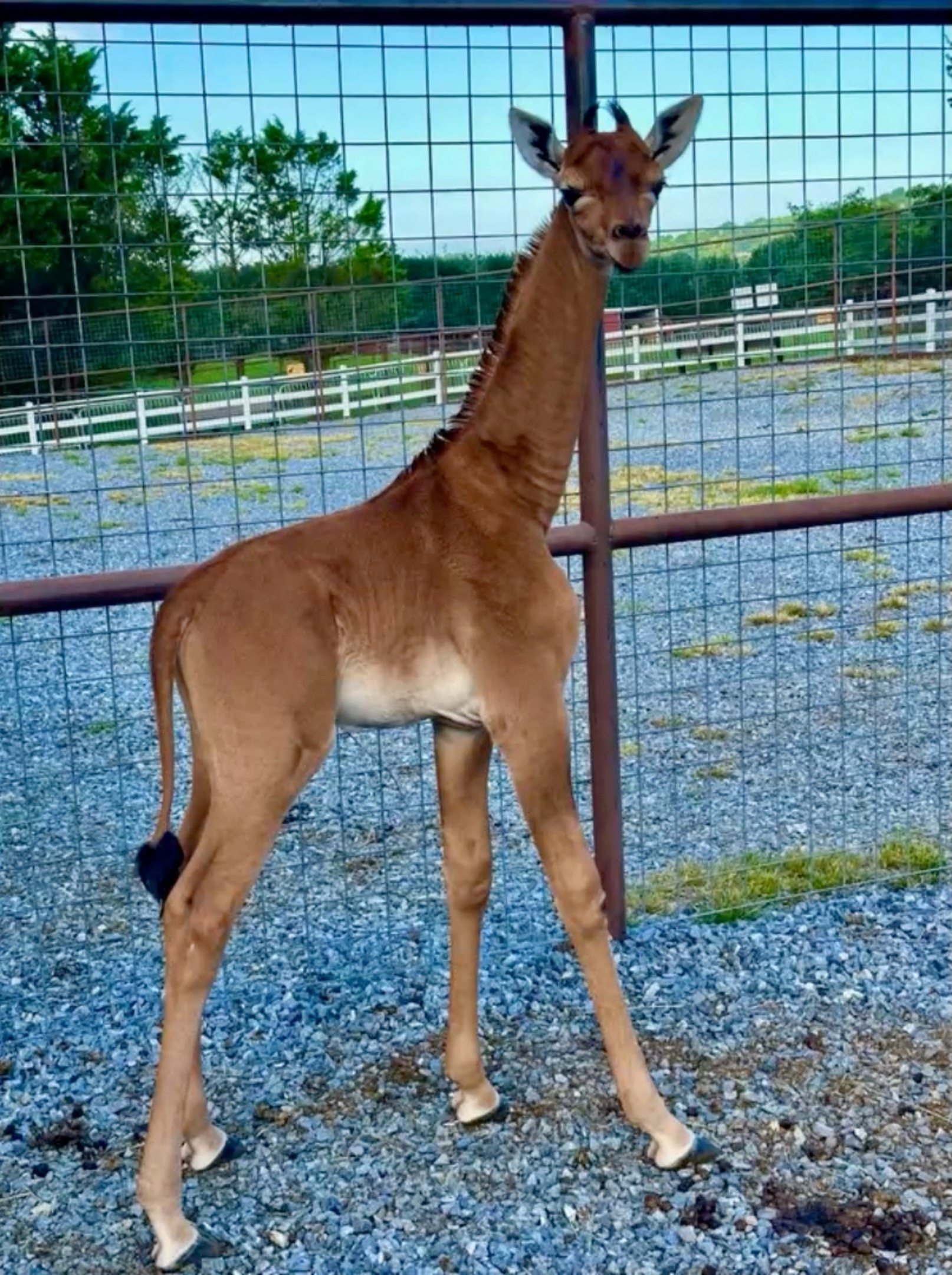 Video y fotos | ¡Hermosa! Nace jirafa sin una sola mancha; única en el ...