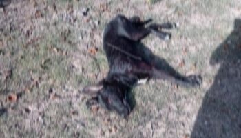 Matan a perrito con arma de fuego y una roca en Oaxaca