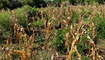 Agricultura en México presenta estrés hídrico extremadamente alto en 2050: WRI
