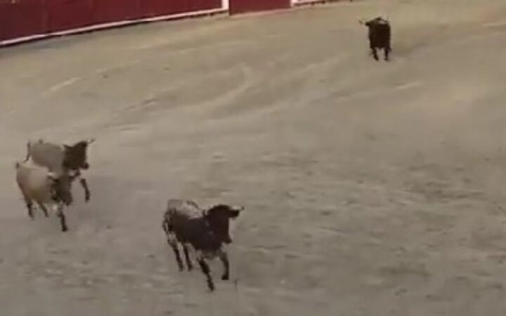 Video | Toro embiste tres bueyes en una plaza de España; Fiscalía investiga Video | Toro embiste tres bueyes en una plaza de España; Fiscalía investiga