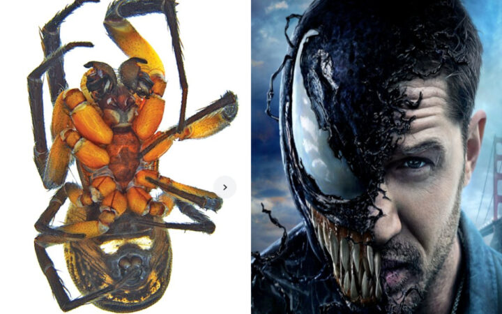 Venom y Tom Hardy dan nombre a una nueva especie de araña