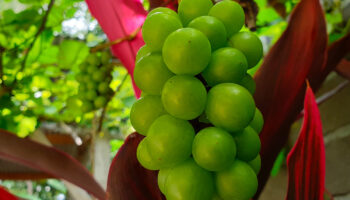 ¿Cuáles son los beneficios de las uvas?