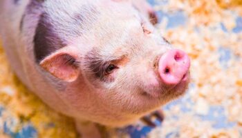 Hong Kong sacrificará a más de 900 cerdos