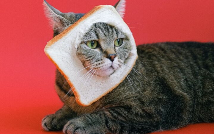 Dueños de gatos veganos reportan mejor salud en sus mascotas que en las carnívoras