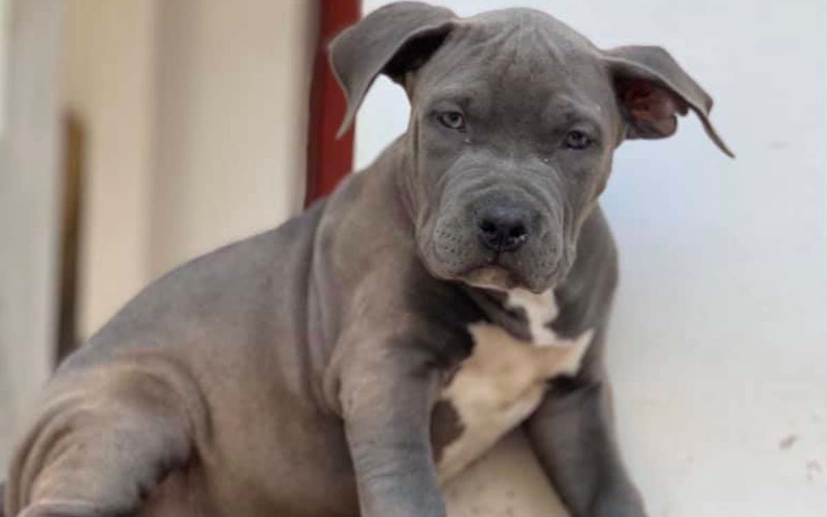 British government to ban American Bully XL dogs for being dangerous