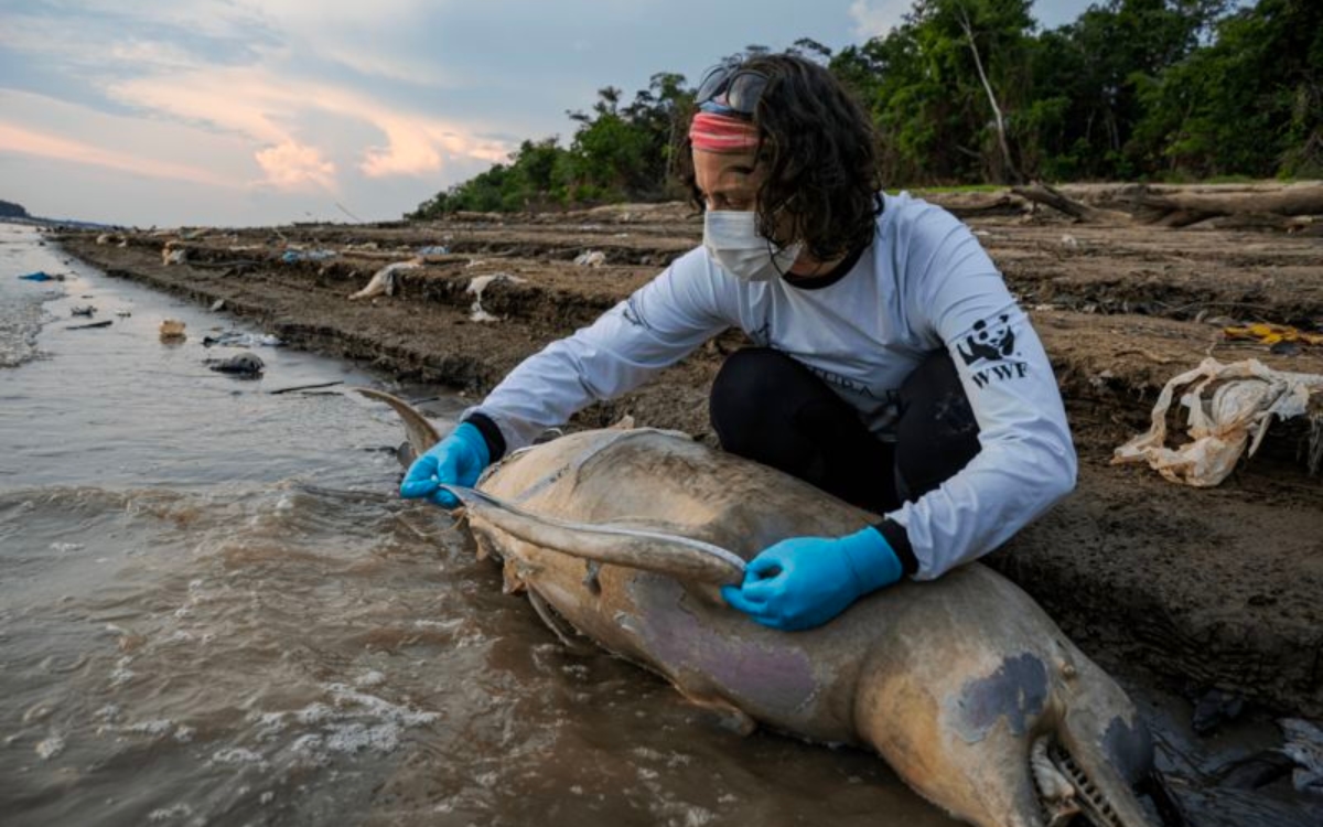 Hallan al menos a 110 delfines muertos en el Amazonas