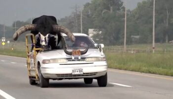 Inmenso toro viaja como copiloto y detienen al conductor