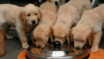 Estos son las 5 mejores croquetas para perro, según Profeco