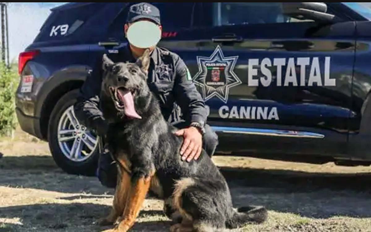 Aguascalientes: Perrita policía ‘Nochebuena’ murió tras haber estado encerrada horas en patrulla