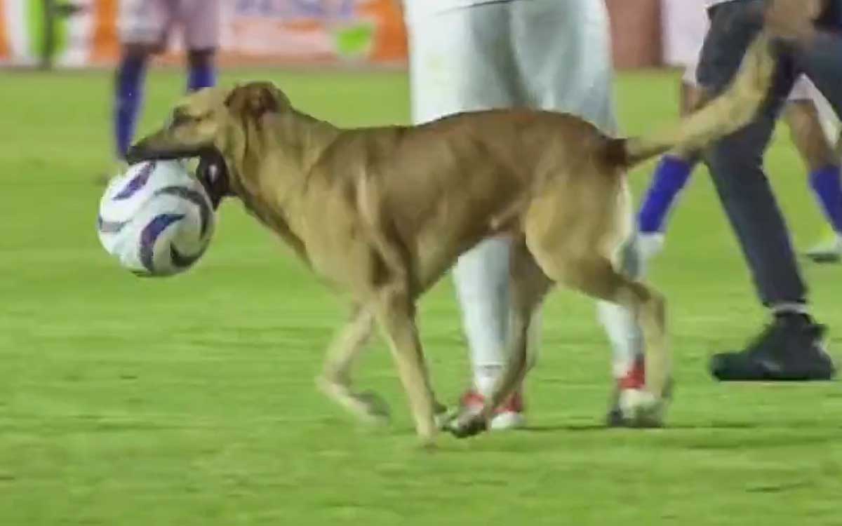 Perrito conquista la Liga de Expansión MX con sus habilidades | Video