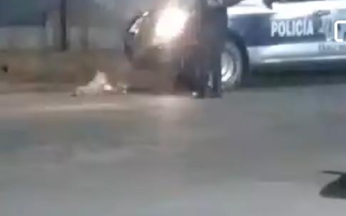 Fuertes imágenes | Policías de Ocotlán de Morelos atropellan a perro; Fiscalía de Oaxaca los investiga