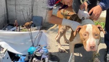 Videos y fotos | Rescatan a 12 perros adultos y bebés maltratados, desnutridos y hacinados en Iztapalapa