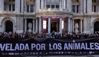 'No se trata de si pueden razonar, sino de si pueden sentir': Colectivos realizan velada contra la explotación animal