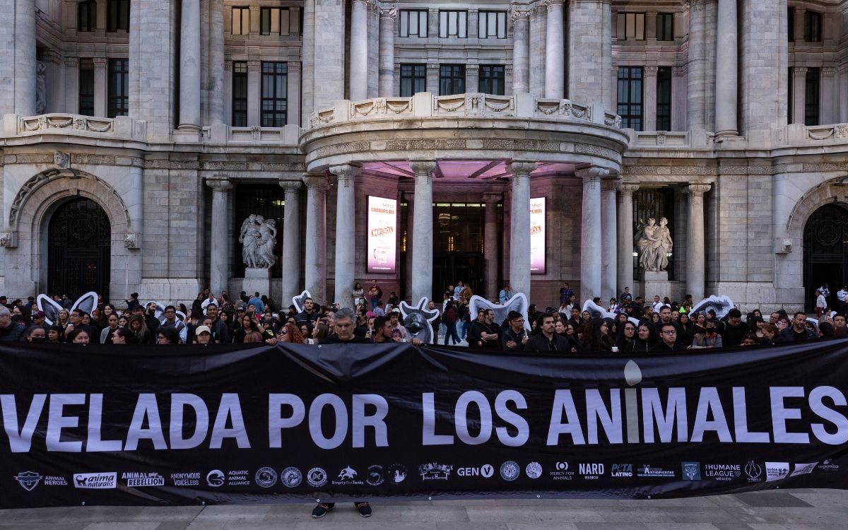 ‘No se trata de si pueden razonar, sino de si pueden sentir’: Colectivos realizan velada contra la explotación animal