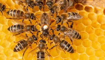 Descubren que las abejas también tienen comportamientos altruistas