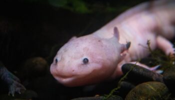 Científicos buscan en el ajolote los secretos de la regeneración de extremidades para humanos