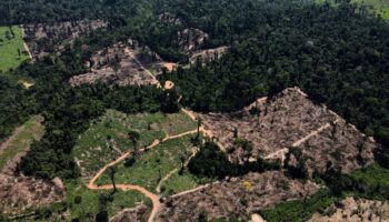 Bosques manejados por comunidades indígenas absorben el doble del CO2
