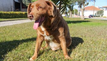 ¡Adiós Bobi! Fallece el perro más viejo del mundo a los 31 años