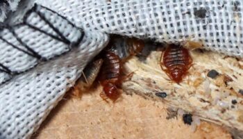 Por reportes de chinches, fumigarán todos los planteles de UNAM