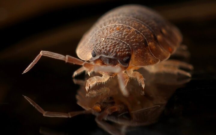 ¿Cómo eliminar las chinches de tu ropa? Usa jabón con neem ¿Cómo eliminar las chinches de tu ropa? Usa jabón con neem