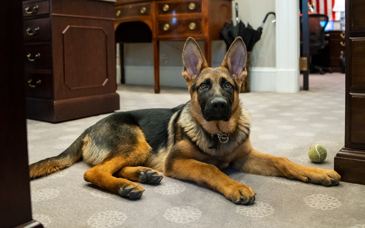 ¡Adiós, Commander! Expulsan al perro de Biden de la Casa Blanca por morder agentes