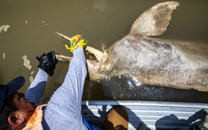 Delfines rosados del Amazonas, las recientes víctimas del cambio climático
