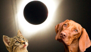 ¿Cómo afectan los eclipses solares a los animales?