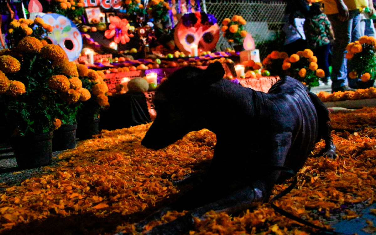 ¿Qué significa la flor de cempasúchil en el altar de Día de Muertos?