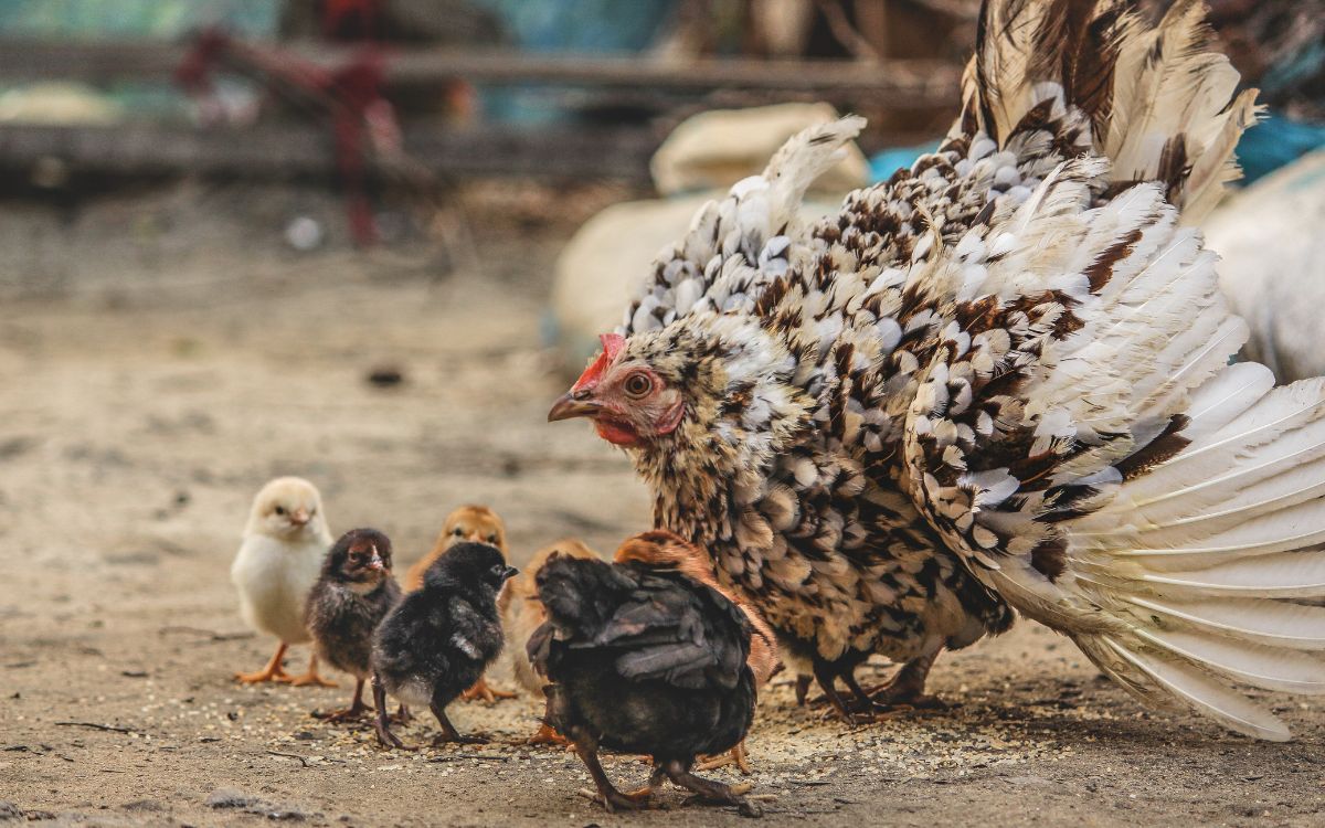 Generan electricidad limpia con plumas de pollo