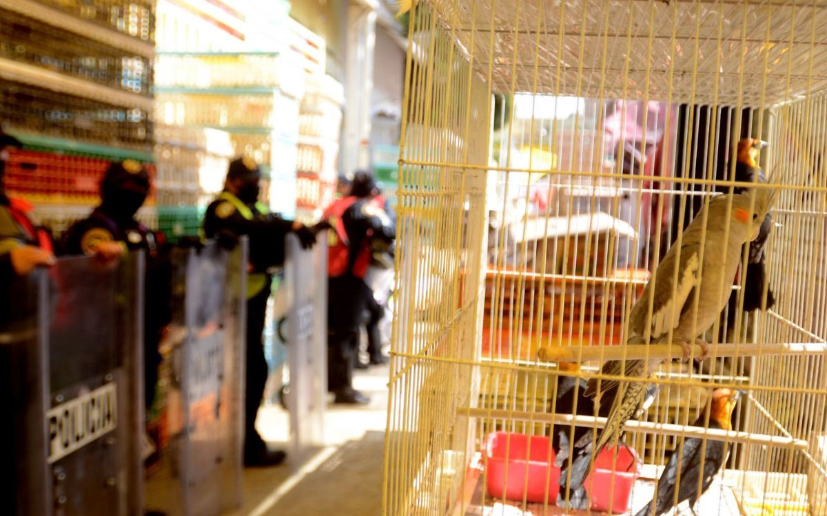 Juez admite amparo para prohibir venta de animales en Mercado de Sonora