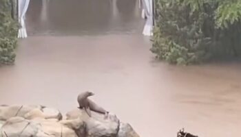 Leona marina aprovechó inundaciones en Nueva York para explorar fuera de su recinto en zoológico