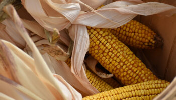No podemos permitir que mexicanos se alimenten con maíz que produce daño como el del tabaco: Turrent