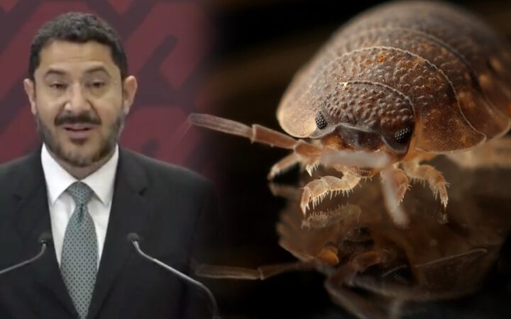 ¿CDMX en alerta por chinches? Esto respondió Batres ¿CDMX en alerta por chinches? Esto respondió Batres