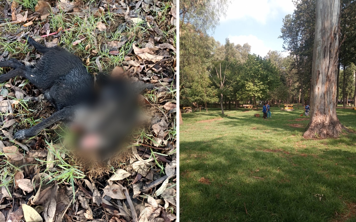 Xochimilco: un asesino serial de perros acecha en el Bosque de Nativitas