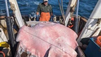 Pescan inmensa raya de 181 kilos y casi 2 metros de largo