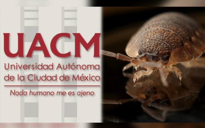 Por plaga de chinches, UACM suspende clases