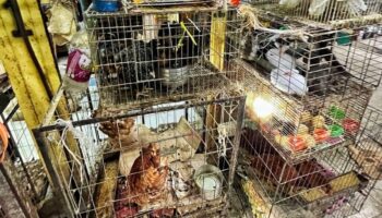 CDMX prohíbe venta de animales en mercados y vía pública