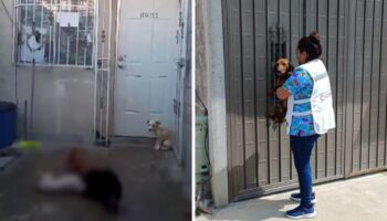 Edomex: Rescatan a perritos que eran alimentados con otros canes en situación de calle