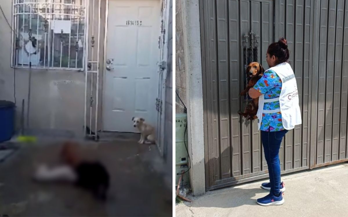 Edomex: Rescatan a perritos que eran alimentados con otros canes en situación de calle