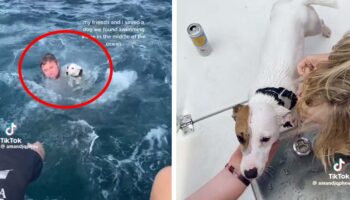 'Rescate' de supuesto perrito náufrago se vuelve viral | Video