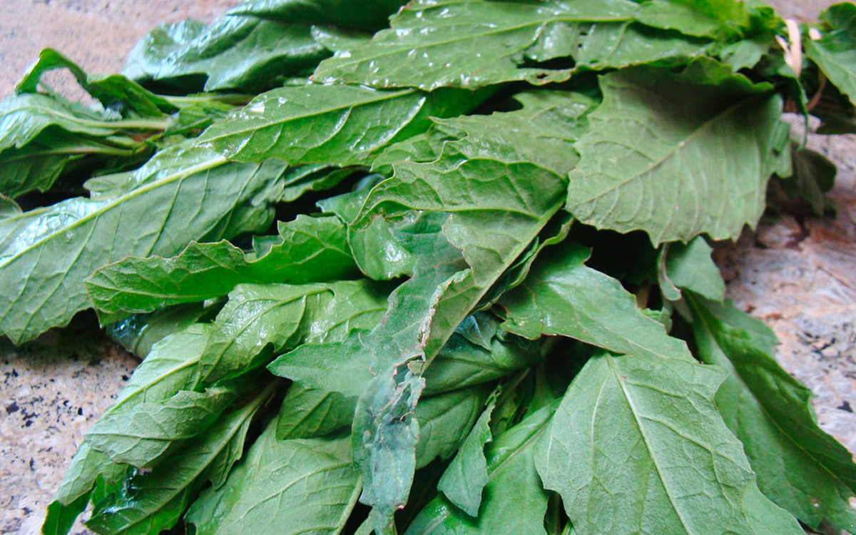 ¿Para qué sirve el epazote? ¿Para qué sirve el epazote?