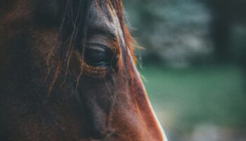 El taco que comes podría ser de caballo: Larrea