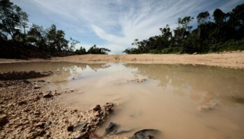 Tren Maya ha derribado más de 10 millones de árboles: ambientalistas