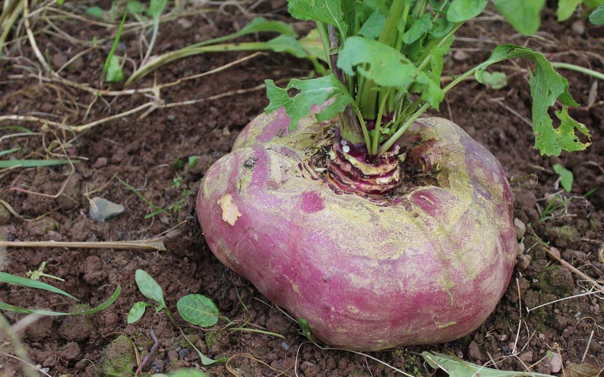 Vegetales gigantes #Niñonautas con Kirén Miret Vegetales gigantes #Niñonautas con Kirén Miret